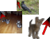 Animals Cursor Set thumbnail