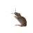 Rat.cur Preview