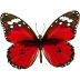 butterfly.ico Preview
