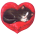 kitten 7.ico Preview